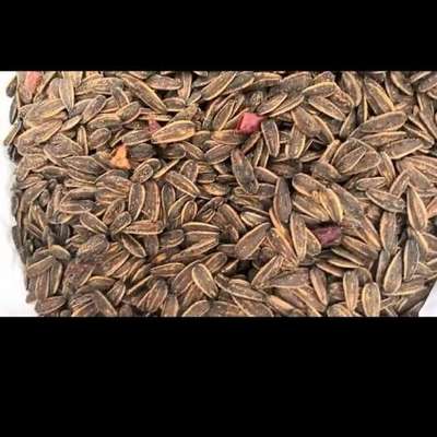 山核桃瓜子與五香瓜子 兩種風味瓜子的視覺與味覺之旅